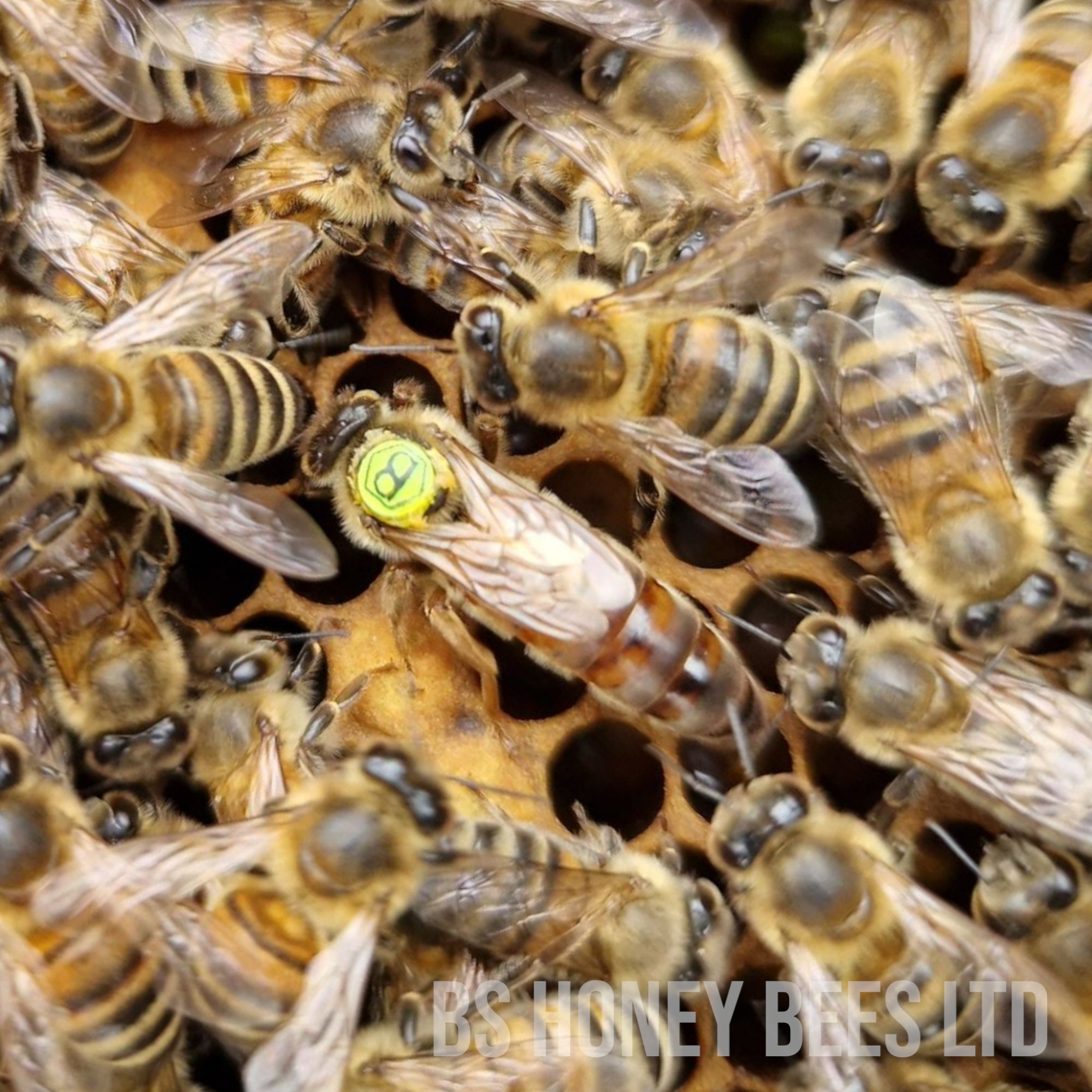Why Our Queen Bees Are the Best in the UK – And Why You Should Never Settle for Less 🐝👑